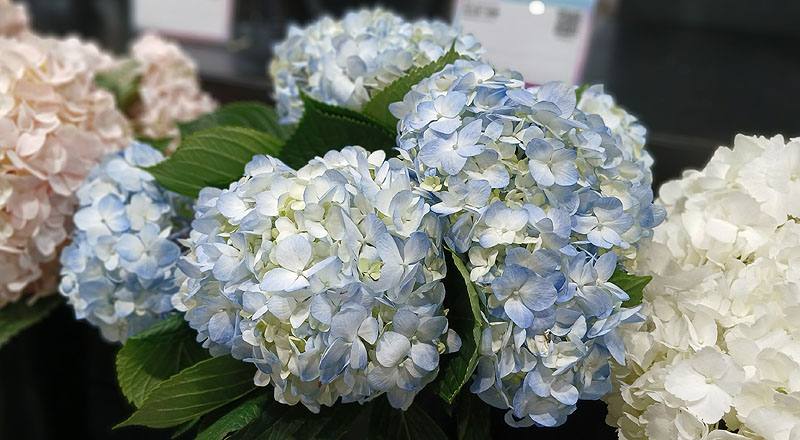繡球花 (圖片2)