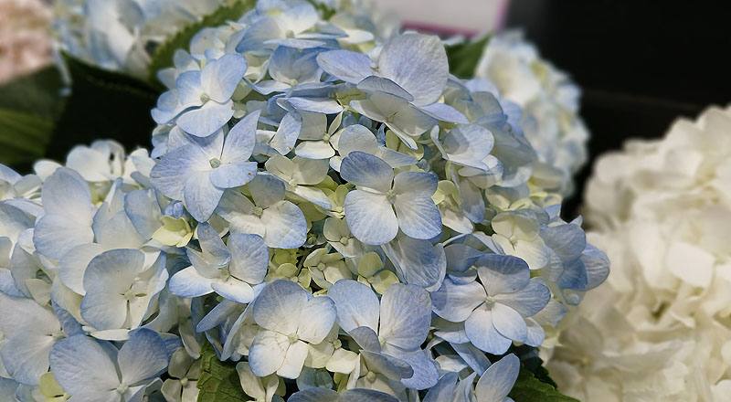 繡球花 (圖片3)