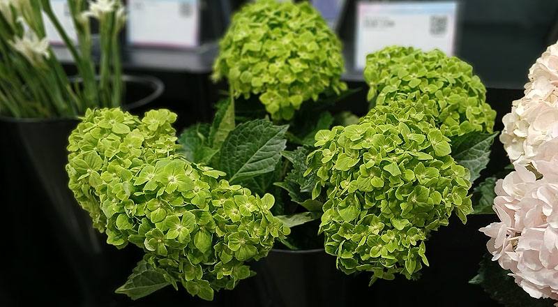 繡球花 綠色 (圖片2)