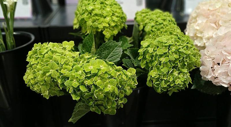 繡球花 綠色 (圖片1)