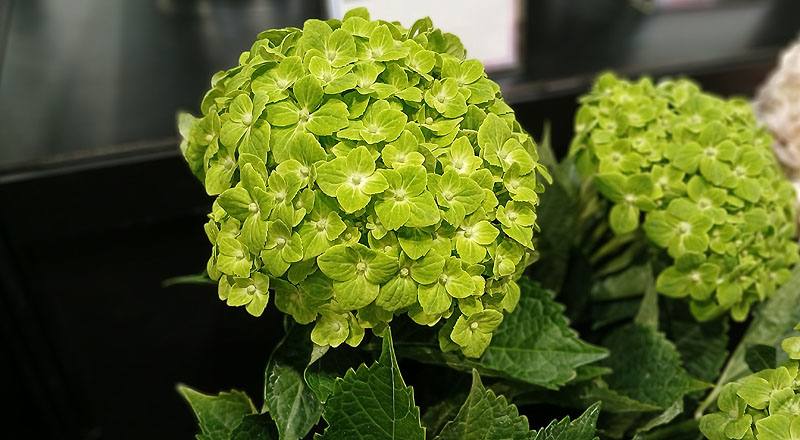 繡球花 綠色 (圖片4)