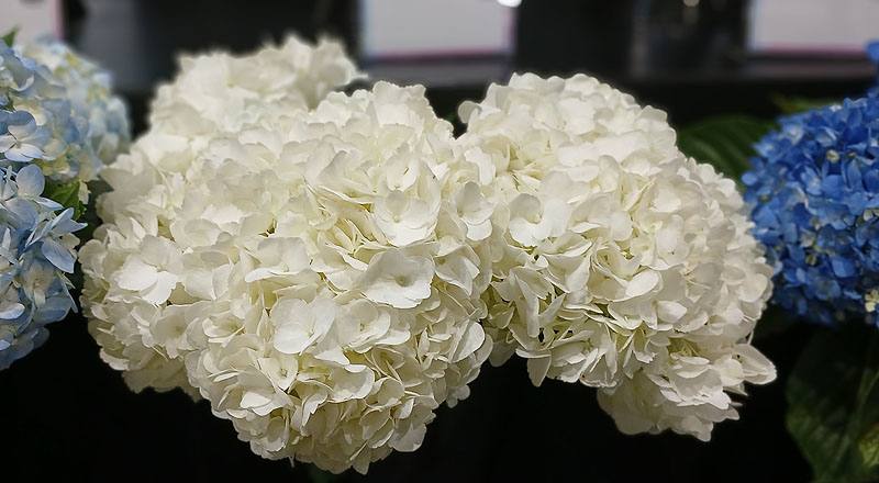 繡球花 白 (圖片3)