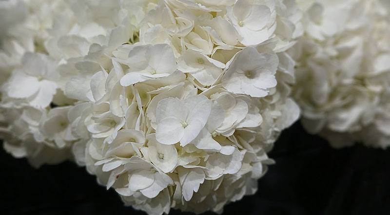 繡球花 白 (圖片5)