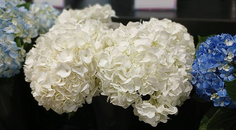 繡球花 白 (圖片4)