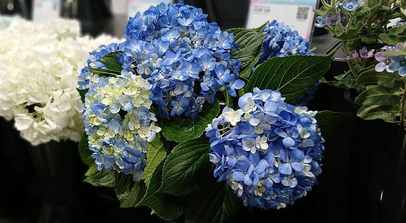 繡球花 藍 (圖片2)