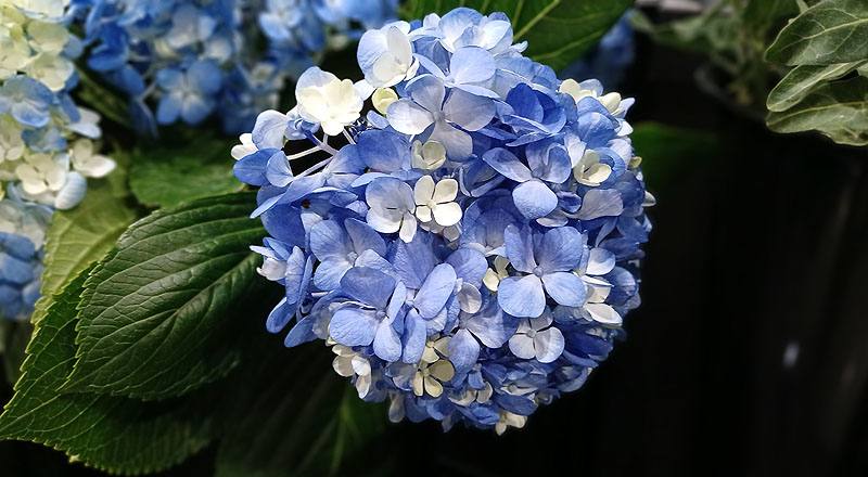 繡球花 藍 (圖片3)