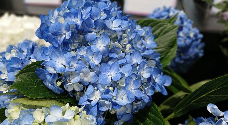 繡球花 藍 (圖片4)