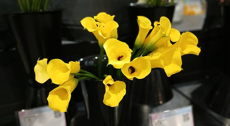 海芋 黃 (圖片4)