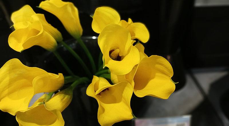 海芋 黃 (圖片7)