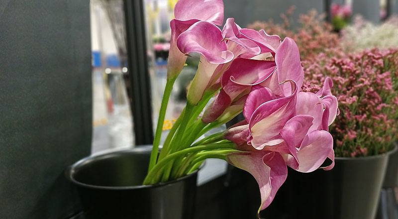 海芋 粉 (圖片6)