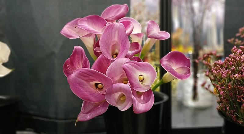 海芋 粉 (圖片4)