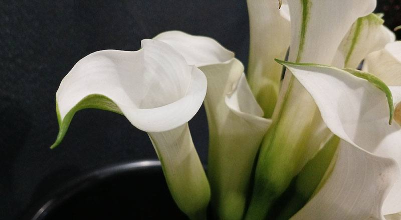 海芋 白 (圖片4)