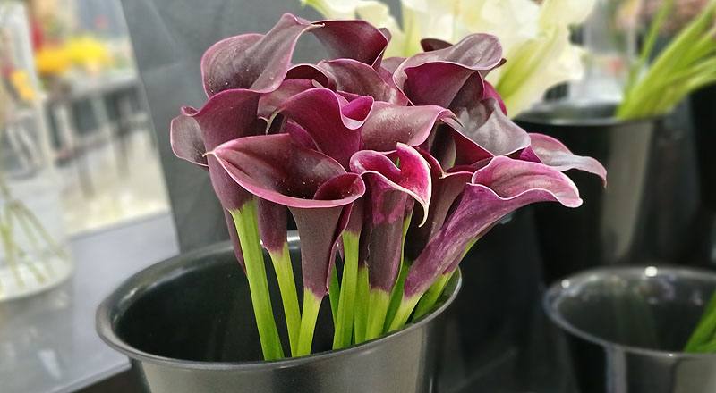 海芋 紫 (圖片6)