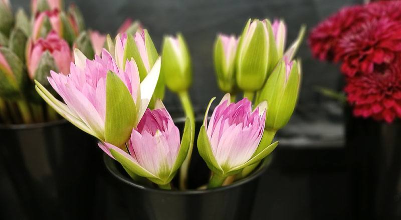 睡蓮(圖片)