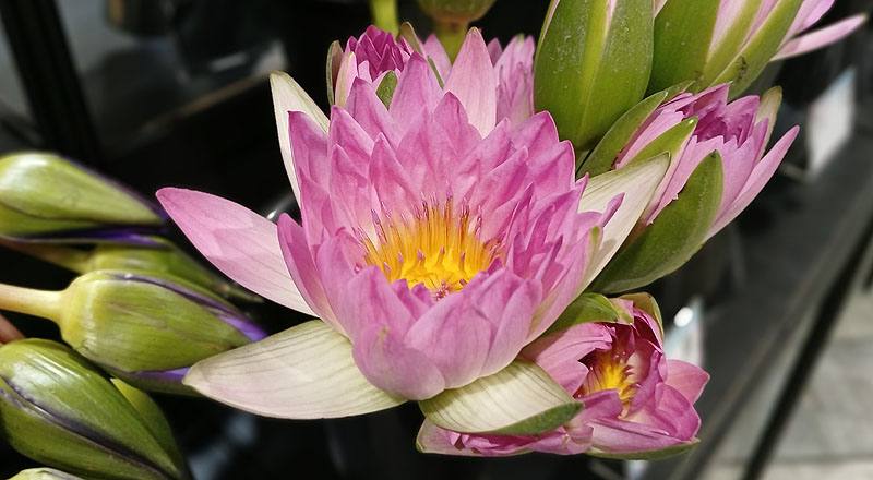 睡蓮 (圖片5)