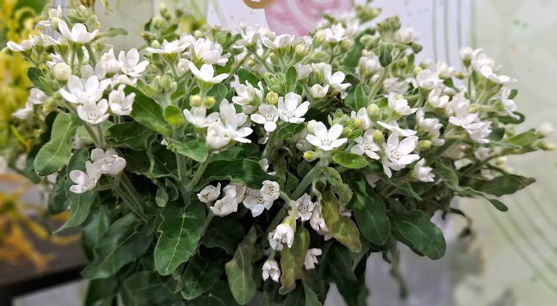 藍星花 (圖片5)
