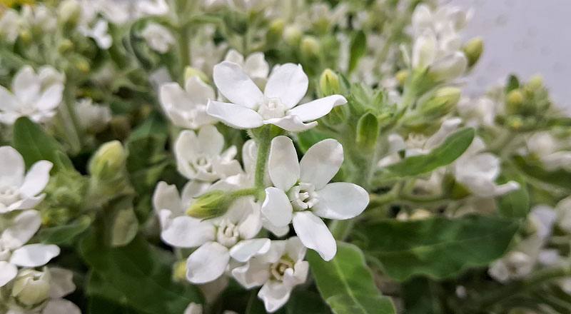 藍星花 (圖片8)