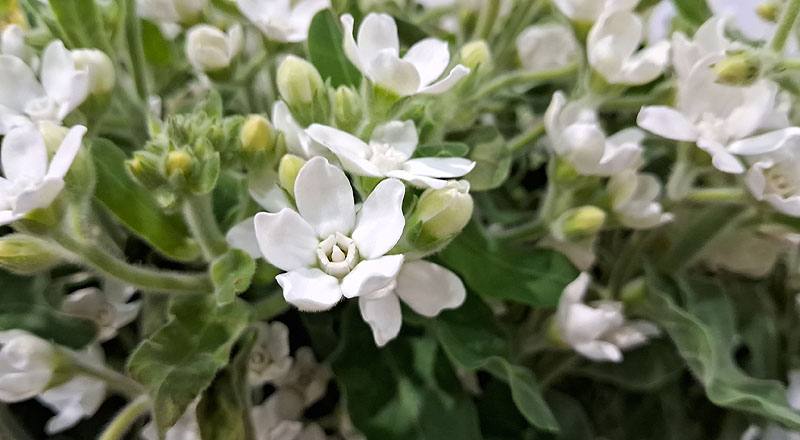 藍星花 (圖片7)