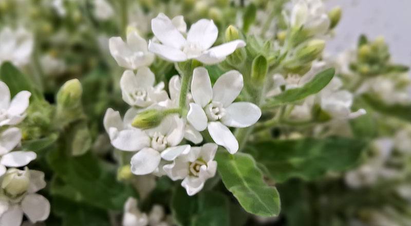 藍星花 (圖片9)