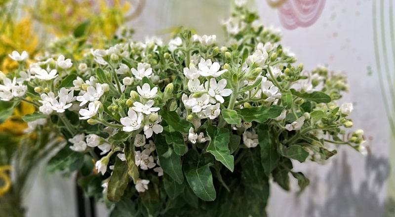 藍星花 (圖片6)