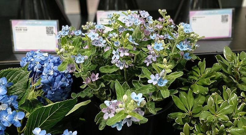 藍星花 藍色 (圖片3)
