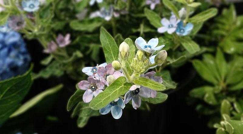 藍色(圖片)