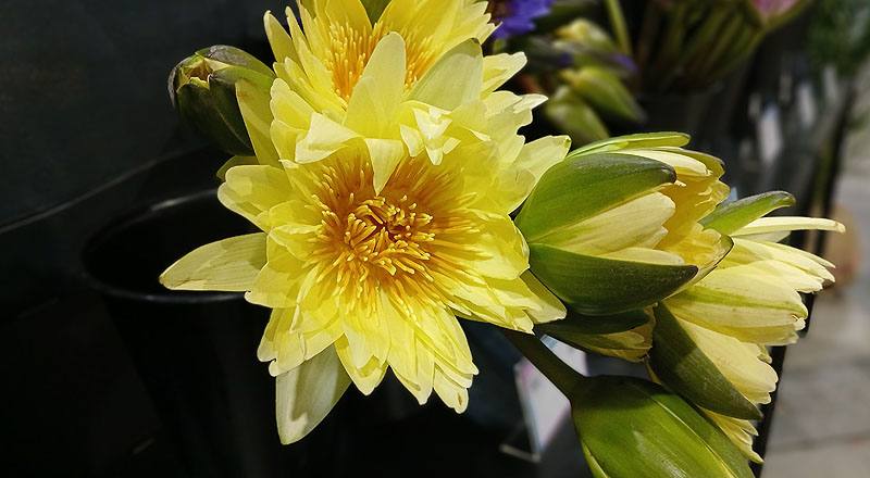 睡蓮 黃 (圖片7)