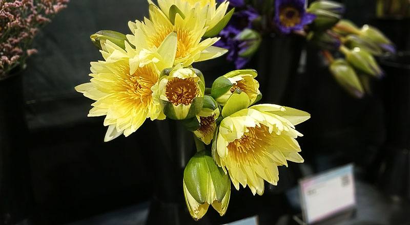 睡蓮 黃 (圖片6)