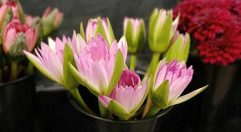 睡蓮 紅 (圖片5)