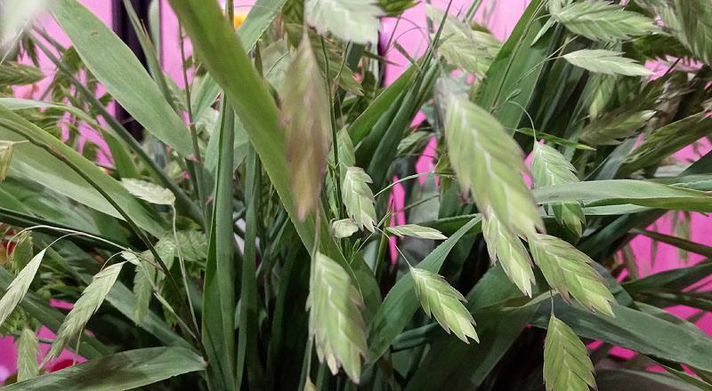 小畔草 (圖片4)