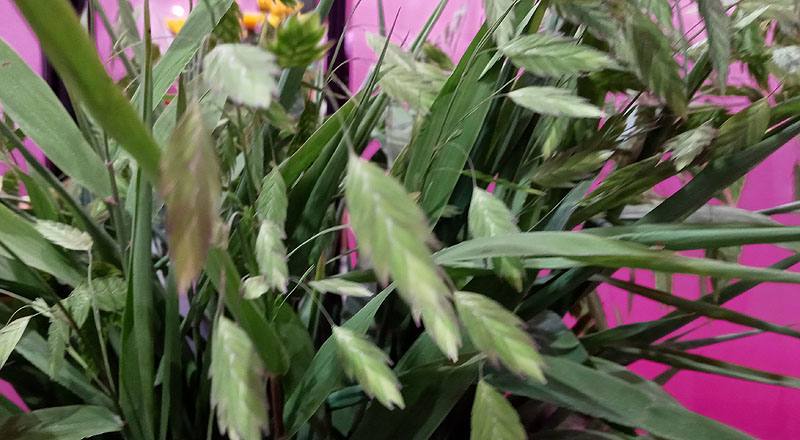 小畔草 (圖片3)