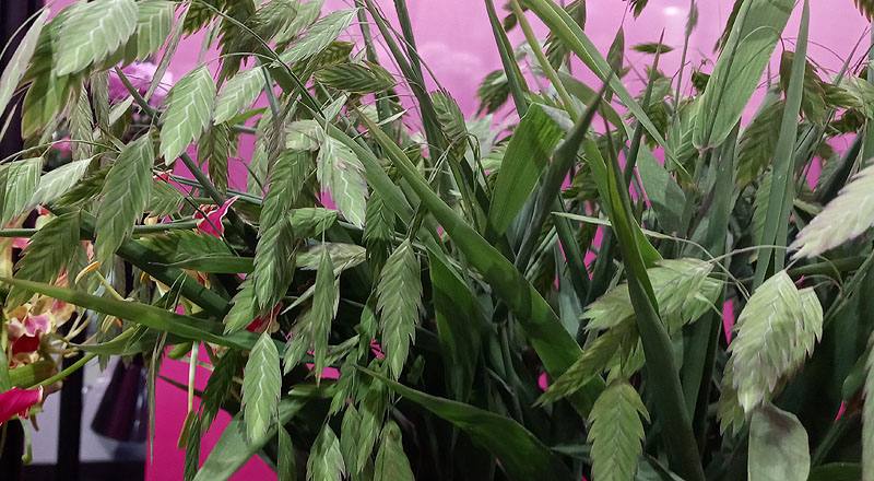 小畔草 (圖片2)