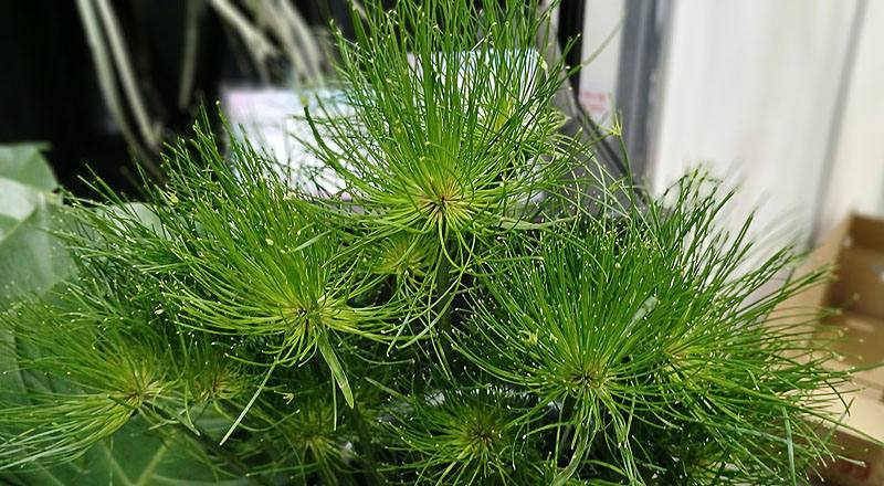 小莎草 (圖片3)