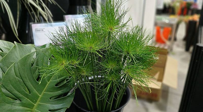 小莎草 (圖片2)