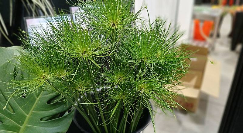 小莎草 (圖片1)