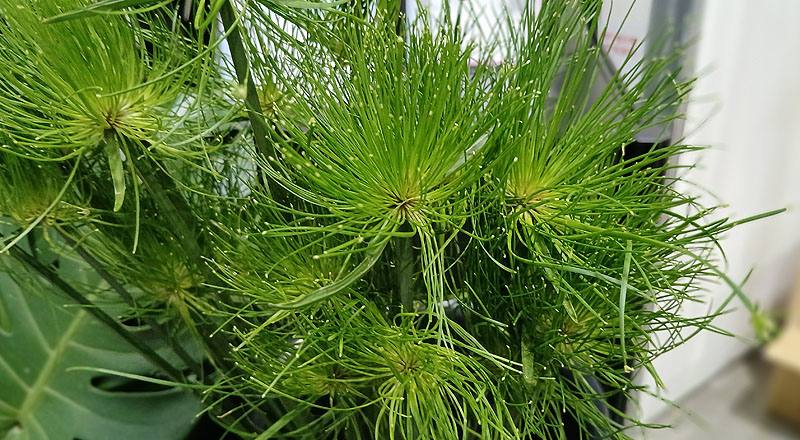 小莎草 (圖片4)