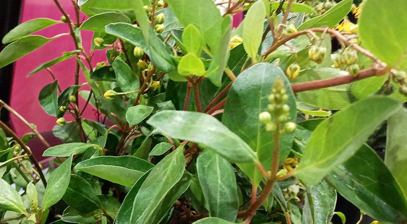 金英花 (圖片4)