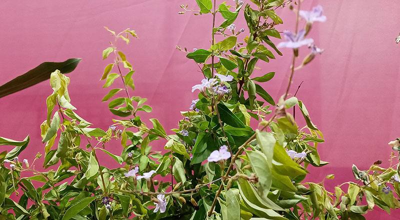 金露花 (圖片2)