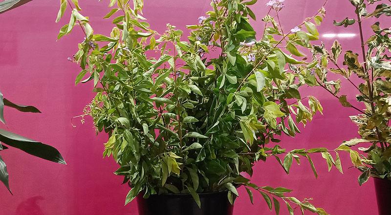 金露花 (圖片1)