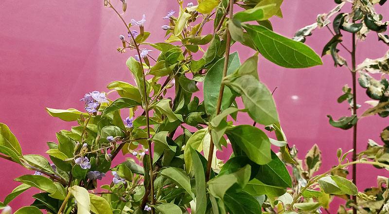 金露花 (圖片4)
