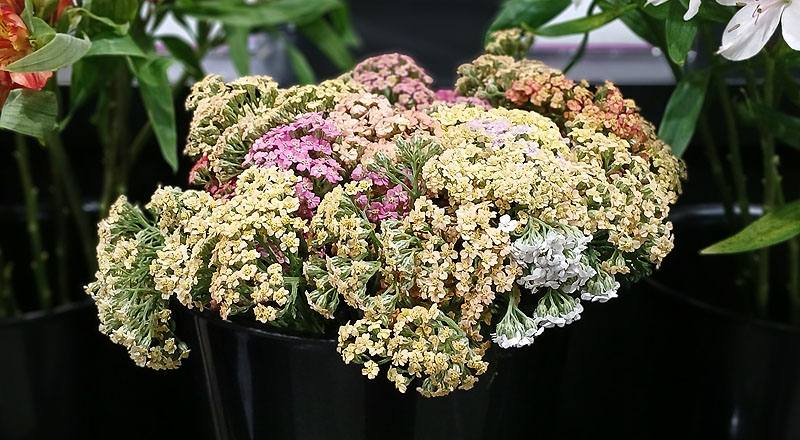 彩雲花 (圖片1)