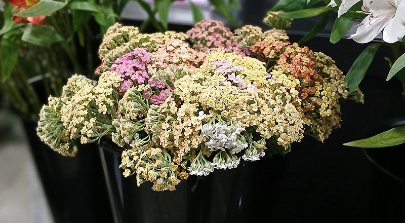 彩雲花 (圖片2)