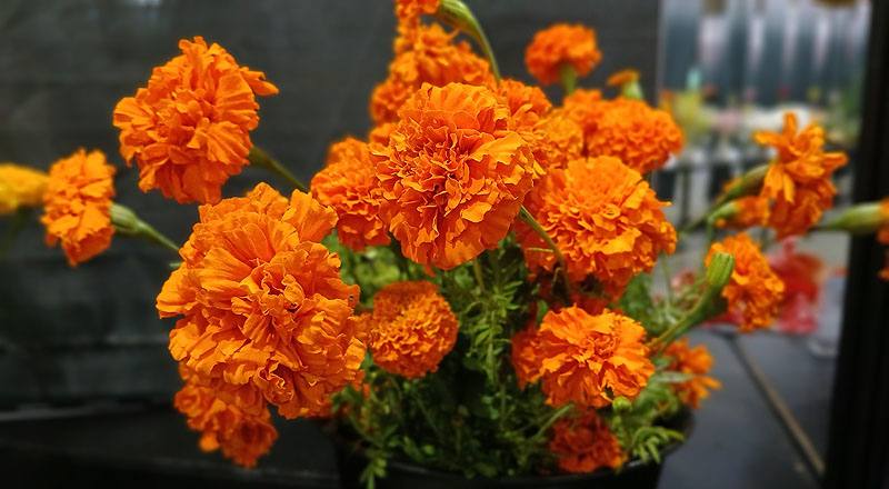 萬壽菊 橘 (圖片3)