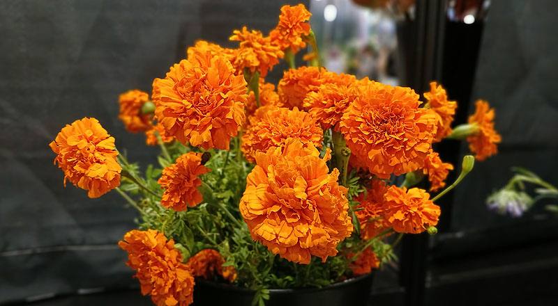 萬壽菊 橘 (圖片2)