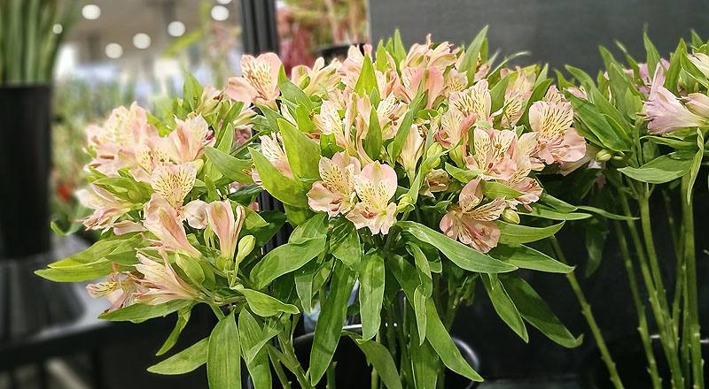 水仙百合 鮭魚粉 (圖片1)