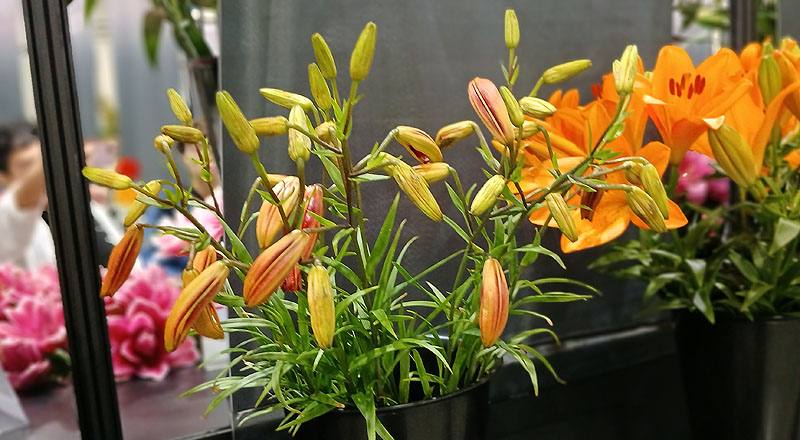 百合 老虎 (圖片2)