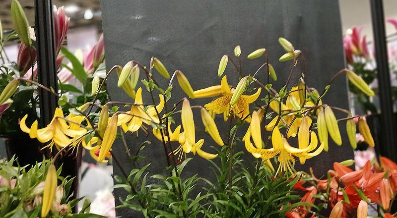 百合 老虎 黃 (圖片1)