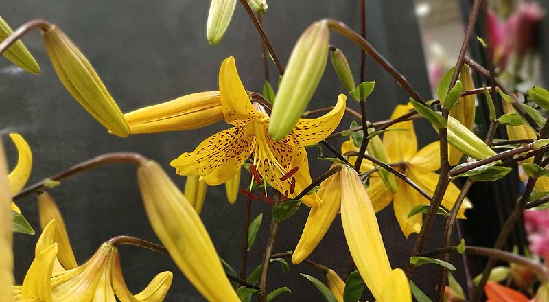 百合 老虎 黃 (圖片5)