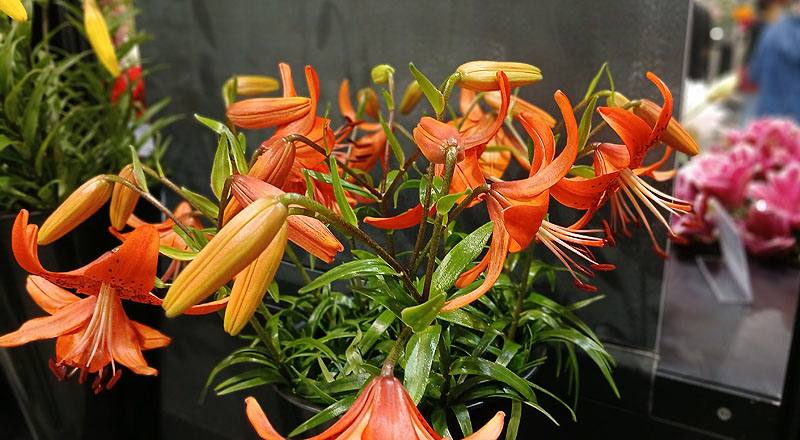 百合 老虎 橙 (圖片2)