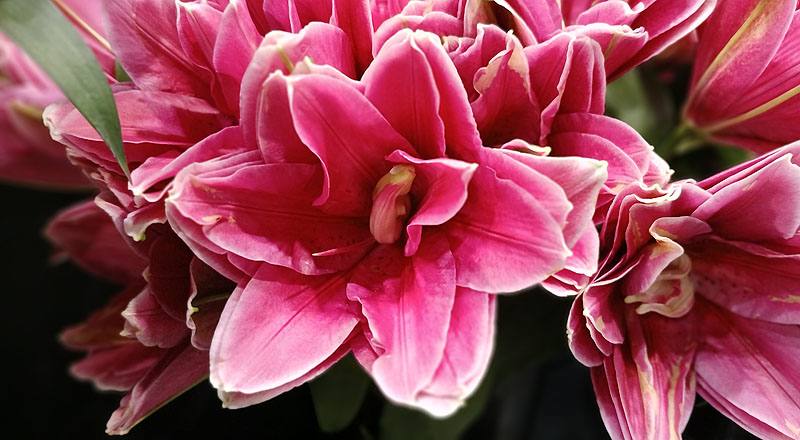 重瓣百合 紅 (圖片3)